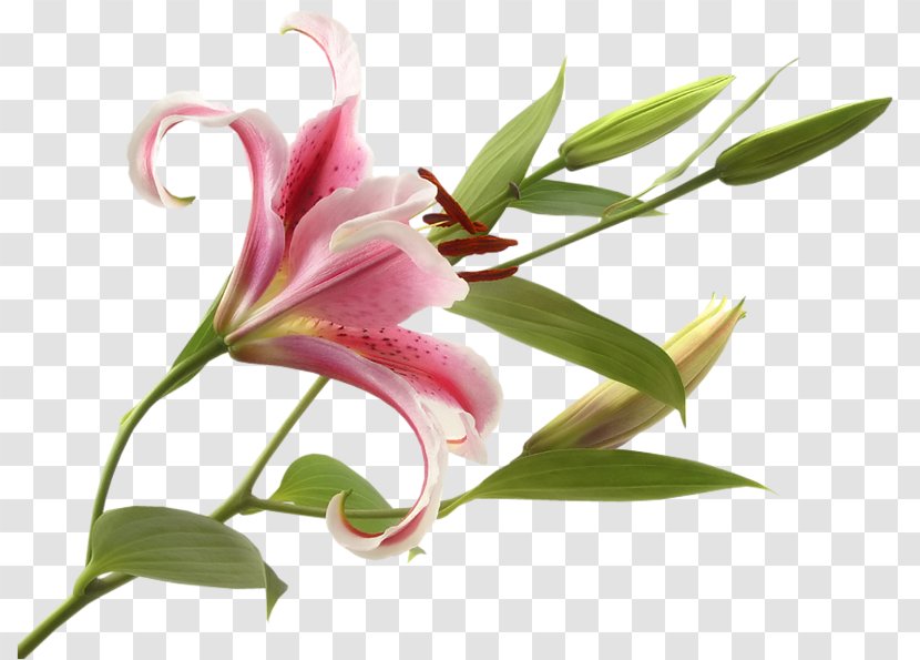 Flower Lilies Madonna Lily Bulb Calla - Transvaal Daisy Transparent PNG