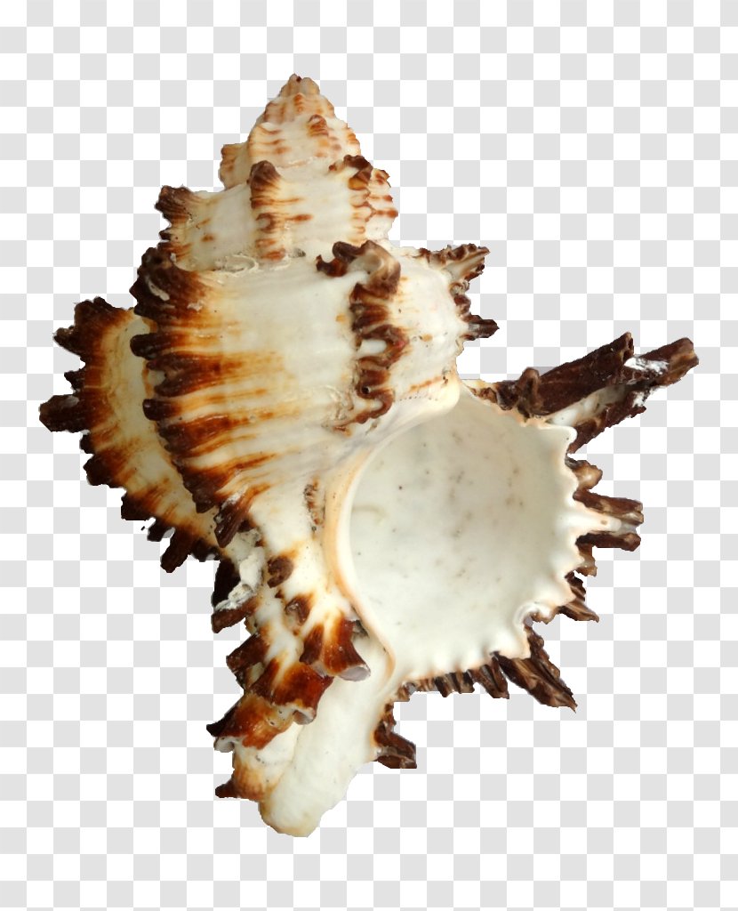 Seashell Hexaplex Cichoreum Conchology - Pendentive Transparent PNG