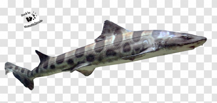 Squaliformes Requiem Shark Hexanchiformes Carpet Heterodontiformes - Carcharhiniformes - Sharks Transparent PNG