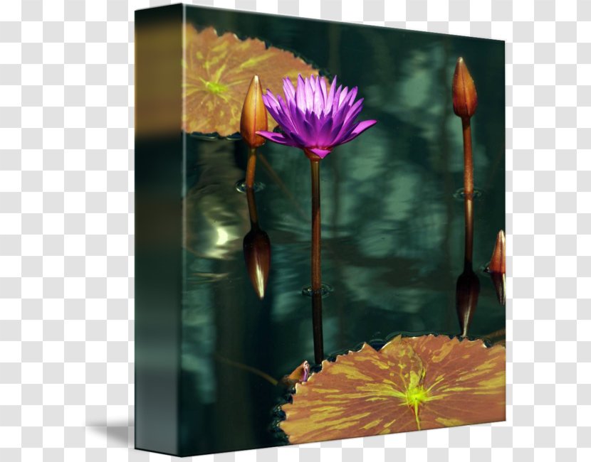 Still Life Photography Plant Stem Aquatic Plants - Flower - Flora Transparent PNG