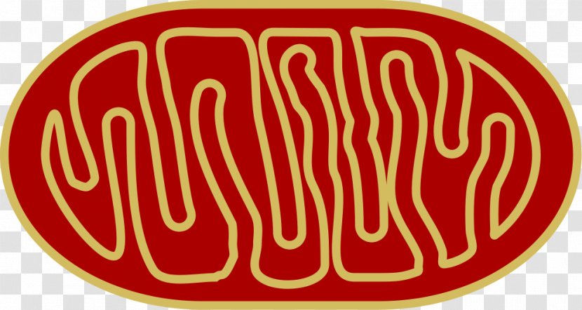 Mitochondrion Organelle Cellular Respiration Mitochondrial Disease - Logo - Human Skeleton Transparent PNG