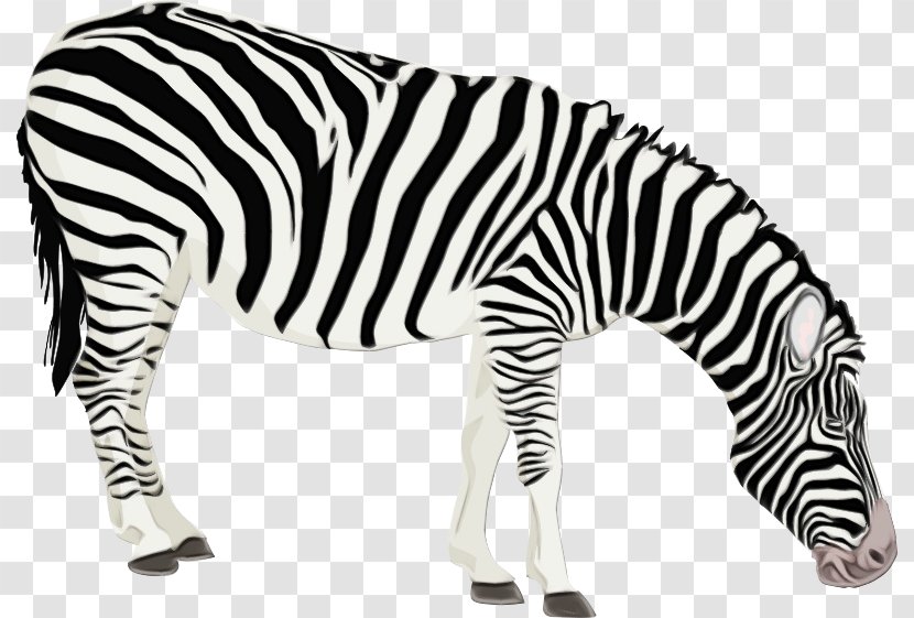 Zebra Cartoon - Horse - Snout Blackandwhite Transparent PNG