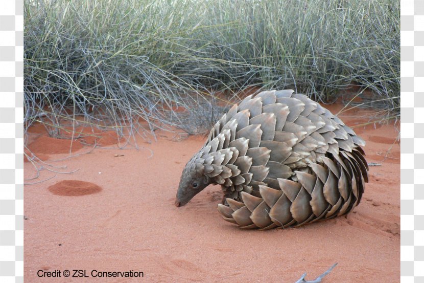 Scale Ground Pangolin Mammal Chinese Species Transparent PNG