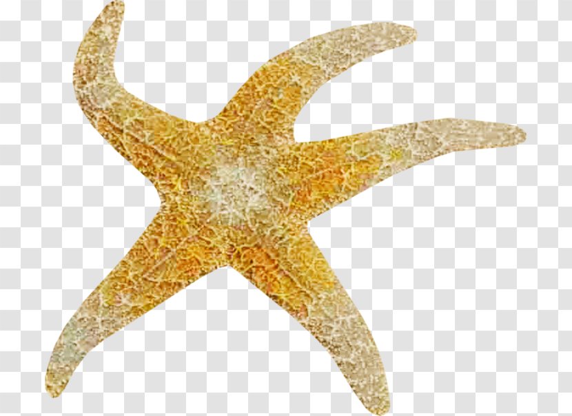 Starfish Download - Rgb Color Model Transparent PNG