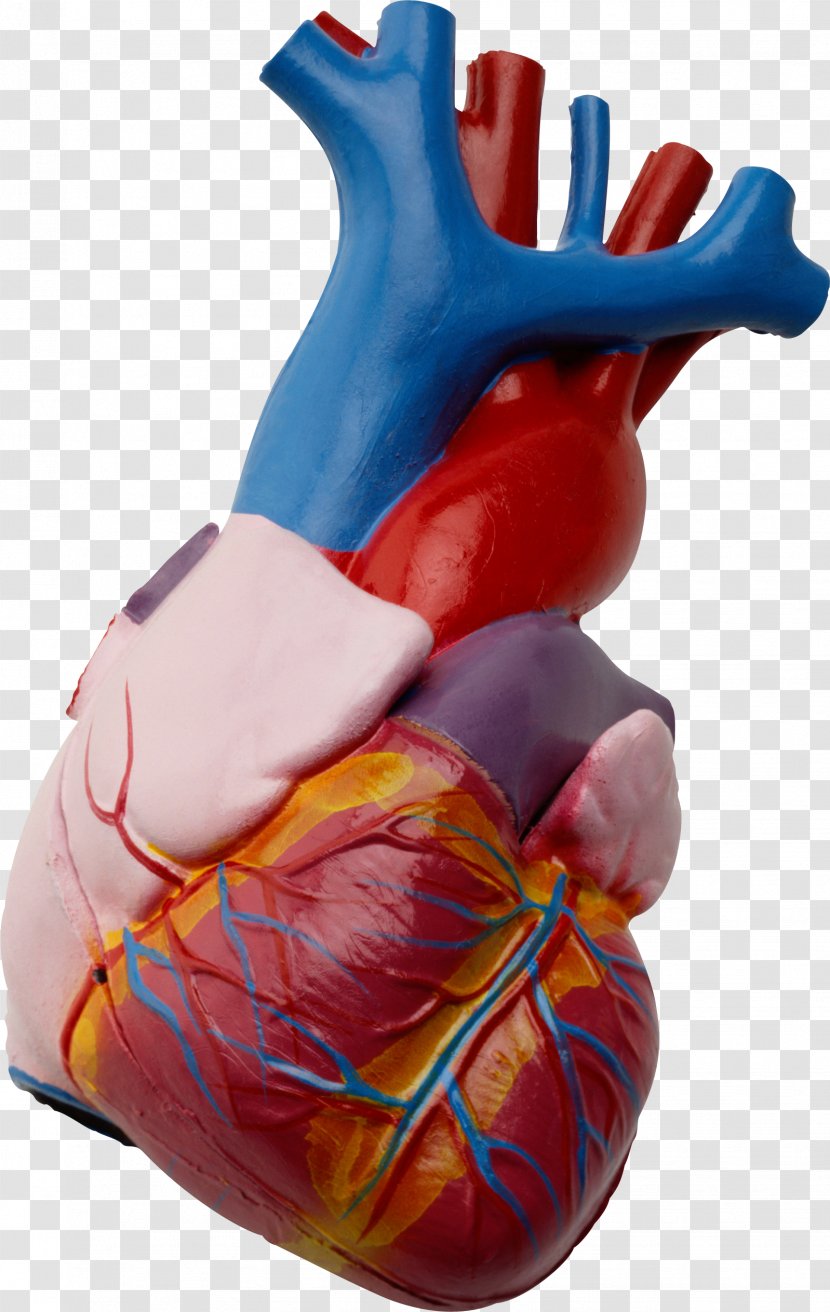 Heart Human Anatomy Beta Blocker Body - Silhouette Transparent PNG