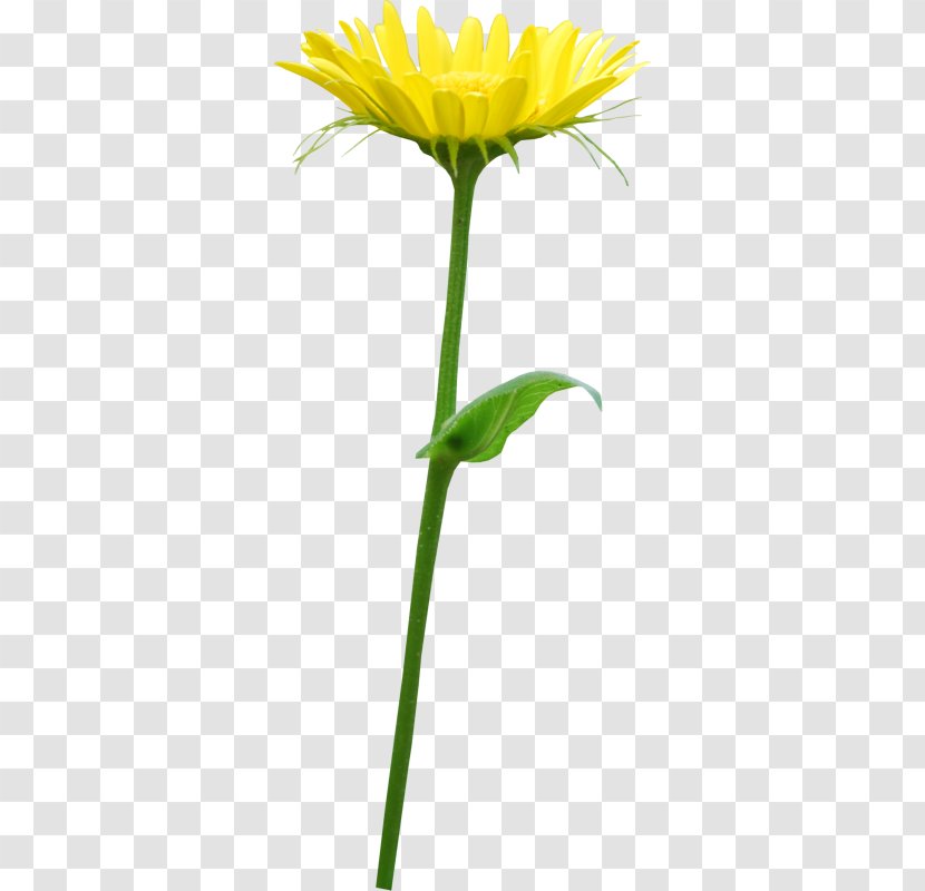 Yellow Orange Flower - Dandelion - Daisy Transparent PNG