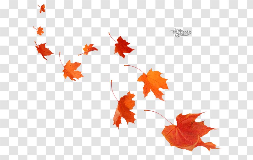 Maple Leaf Poster Autumn Mural Transparent PNG