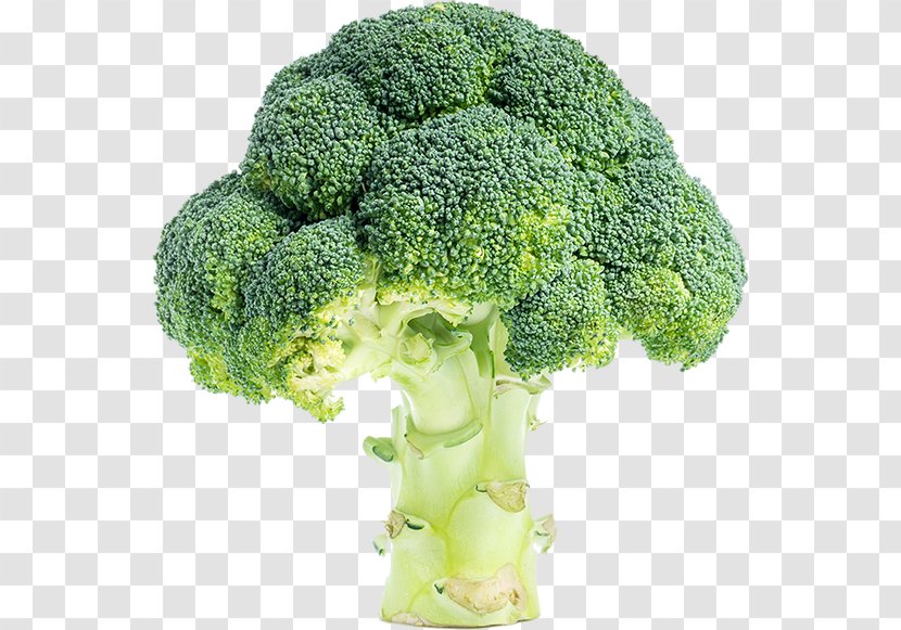 Broccoli Fresco Flowerpot Nature Continent - Leaf Vegetable Transparent PNG