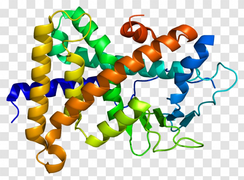 Pregnane X Receptor Nuclear Estrogen Retinoid - Transcription - Organism Transparent PNG