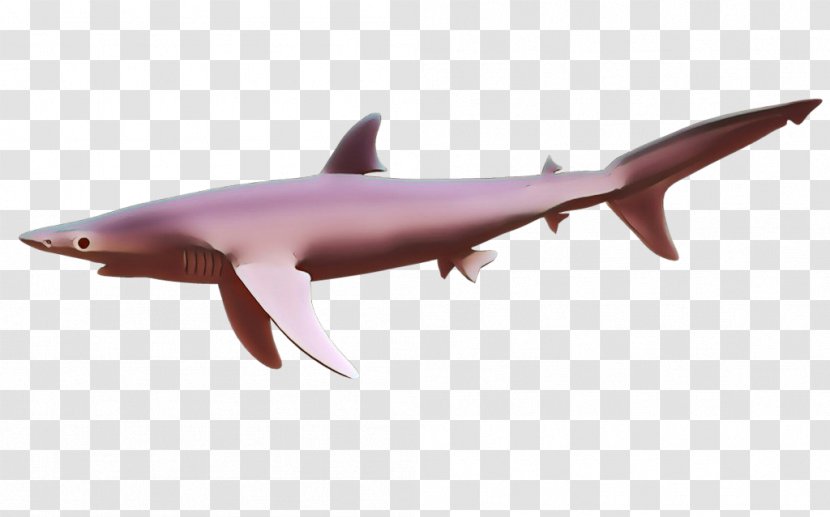 Shark - Cartoon - Squaliformes Carcharhiniformes Transparent PNG