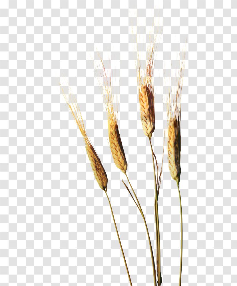 Wheat Cartoon - Food Grain - Rye Reed Transparent PNG