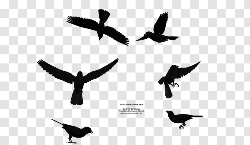Bird Flight Common Raven Clip Art - File Transparent PNG