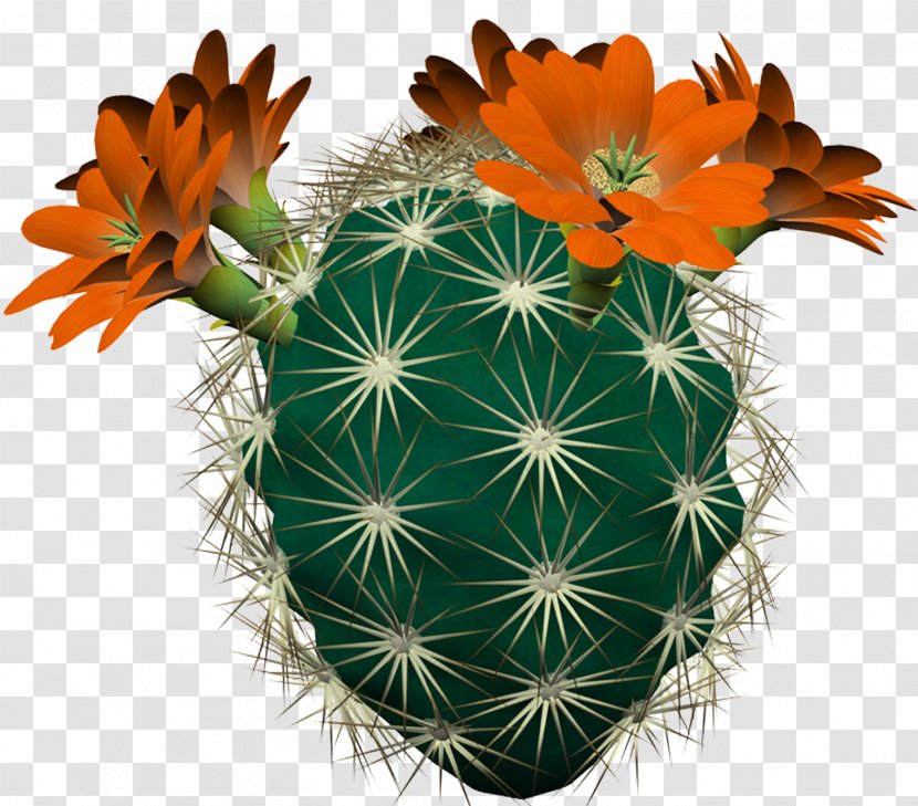 Cactaceae PhotoFiltre Digital Image Clip Art - Flower - Cactus Transparent PNG