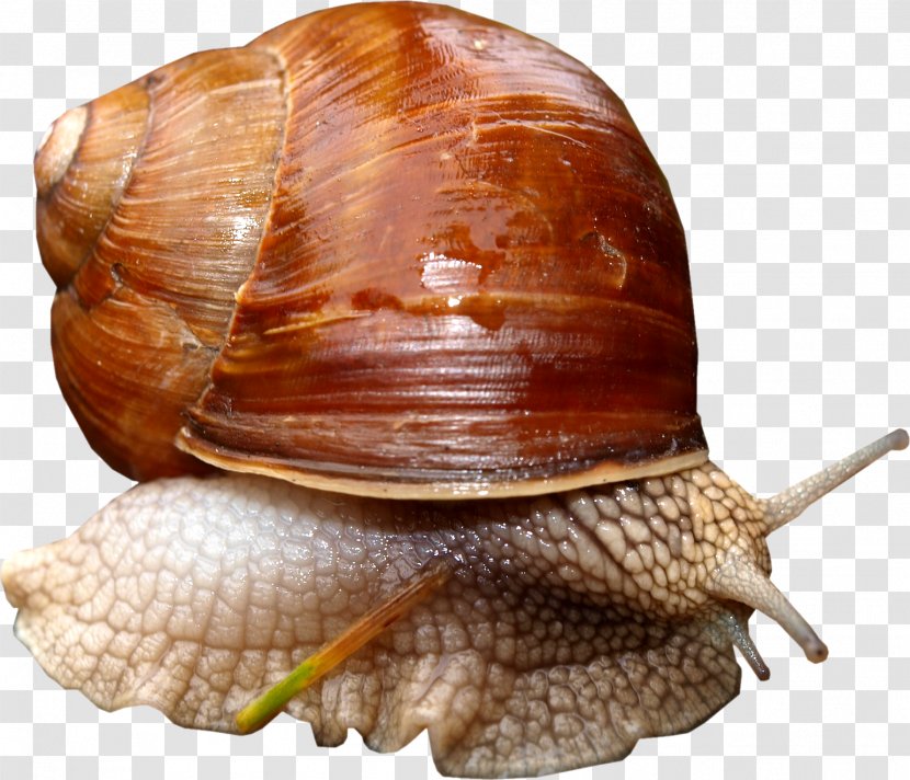 Lymnaeidae Sea Snail - Image Processing Transparent PNG