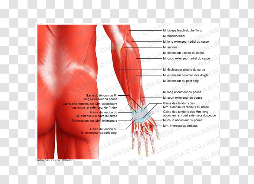 Forearm Muscle Elbow Anatomy Muscular System - Flower - Arm Transparent PNG