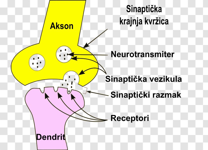 Neuron Saltatory Conduction Synapse Dendrite Axon - Cartoon Transparent PNG