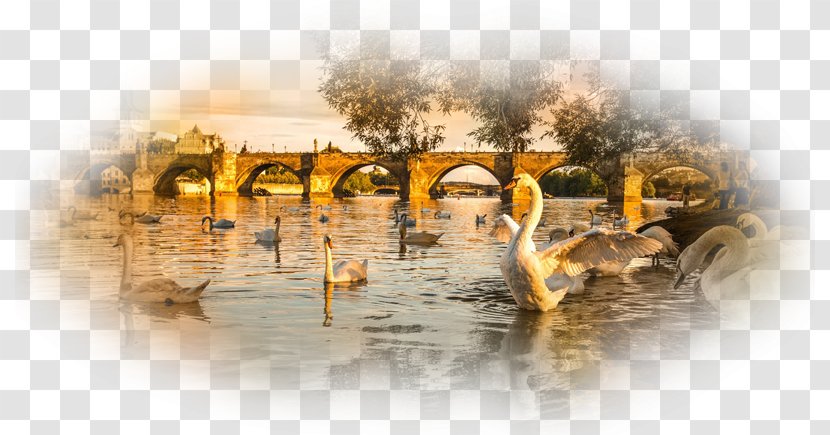 Goose Bird Mute Swan Duck Desktop Wallpaper - Cygnini Transparent PNG