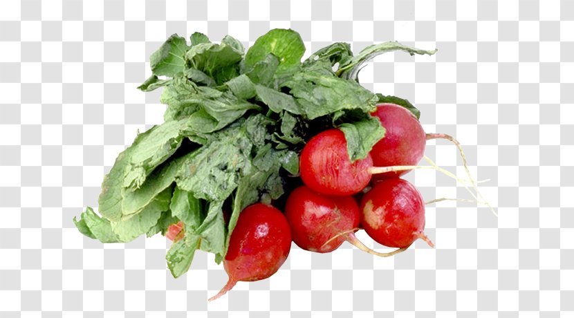 Garden Radish Black Spanish Vegetable Fruit Salad - Nutrition - Carrot Transparent PNG