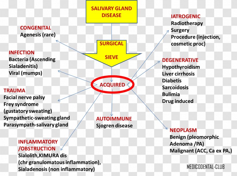 Salivary Gland Pathology Disorders And Diseases: Diagnosis Management - Parotid - Voice Their Transparent PNG