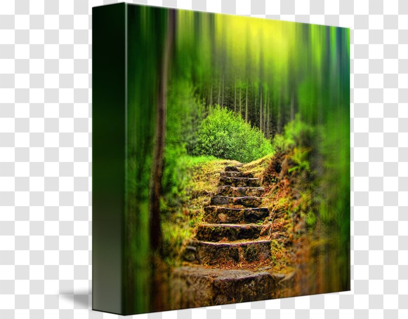 Biome Forest Vegetation Landscape Stock Photography Transparent PNG