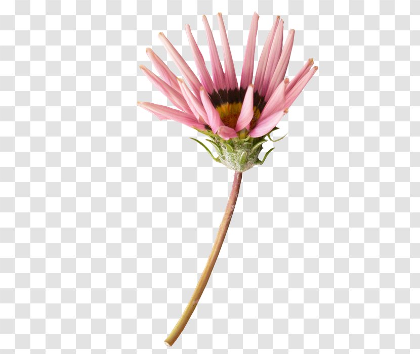 Cut Flowers Transvaal Daisy Family Plant - Common - Hui Transparent PNG