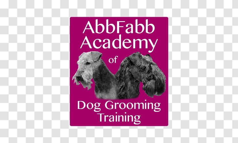 Schnoodle Puppy Schnauzer Dog Breed Abbfabb Academy Of Grooming Training - Carnivoran Transparent PNG