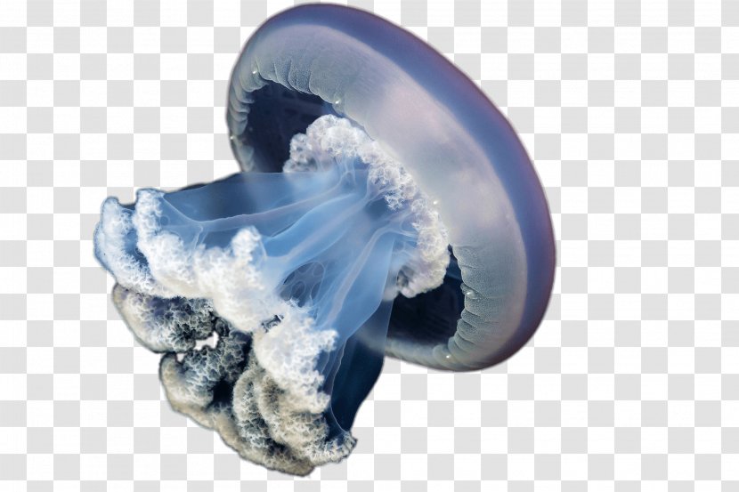 Blue Jellyfish Rhizostoma Pulmo Lion's Mane - Scyphozoa Transparent PNG