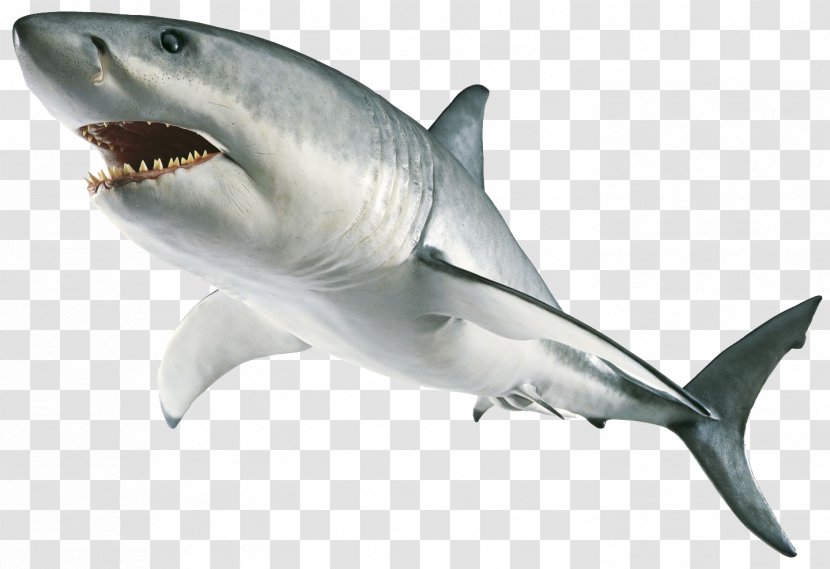 Great White Shark Tiger Transparent PNG