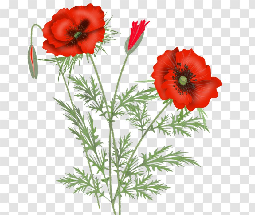 Poppy Maki Если ты уйдешь Clip Art - Common - Flower Transparent PNG