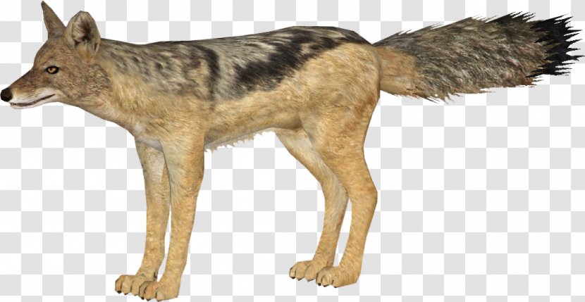 Kunming Wolfdog Coyote Red Wolf Canidae Jackal Transparent PNG