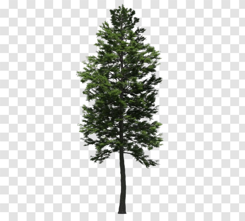 Spruce Fir Larch Scots Pine Tree - Shrub - Landscape Garden Transparent PNG