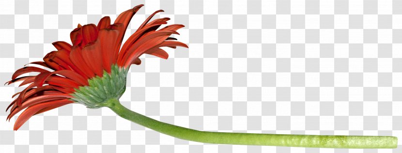 Transvaal Daisy Cut Flowers Clip Art - Leaf - Tips Transparent PNG