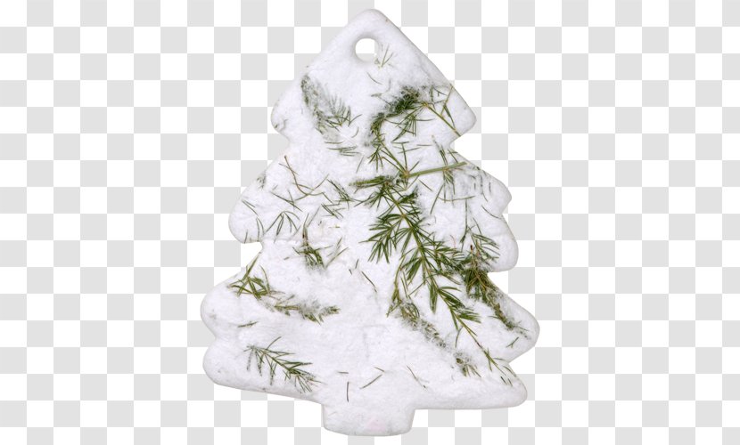 Seed Paper Fir Pine Flower - Dolphin Earring Holder Transparent PNG