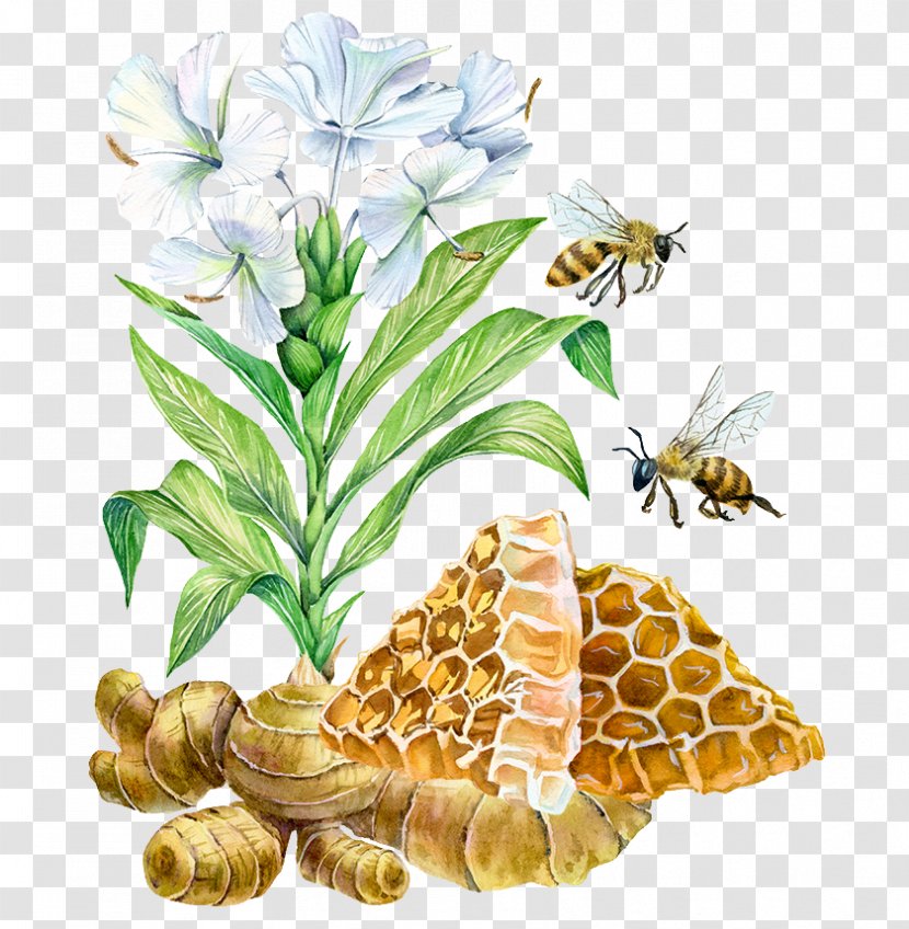Watercolor Painting Art Illustration - Pollinator - Hand-painted Flowers And Bee Three Drugs Transparent PNG
