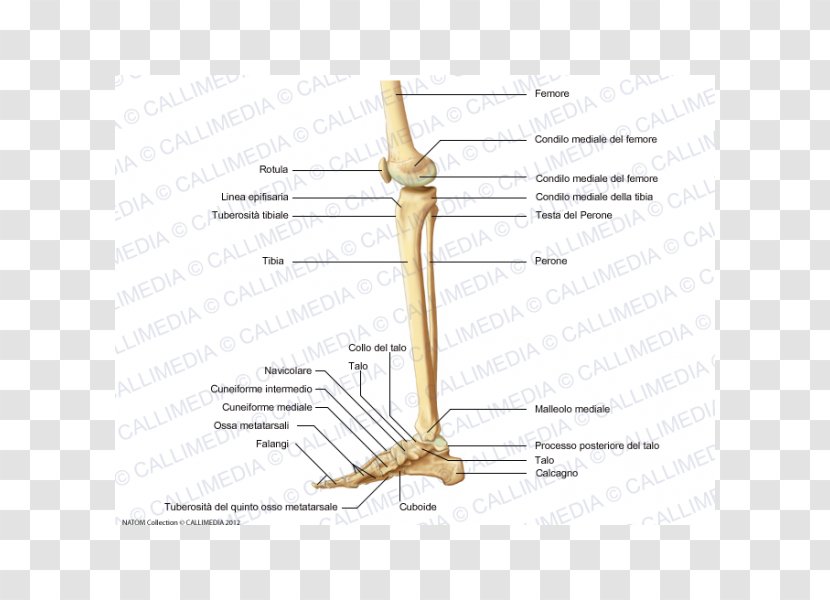 Anatomy Human Skeleton Body Knee Bone - Tree - Tibia Transparent PNG