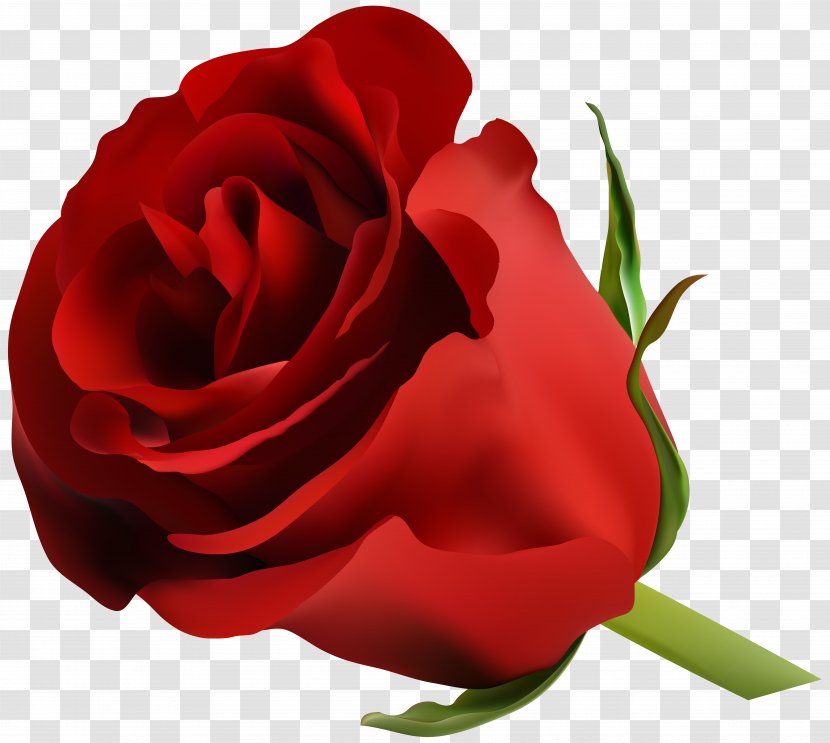 Blue Rose Flower Clip Art - Rosa Centifolia - Red Image Transparent PNG