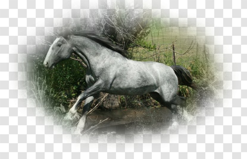 Arabian Horse American Quarter Appaloosa Shire Lipizzan - Mane Transparent PNG