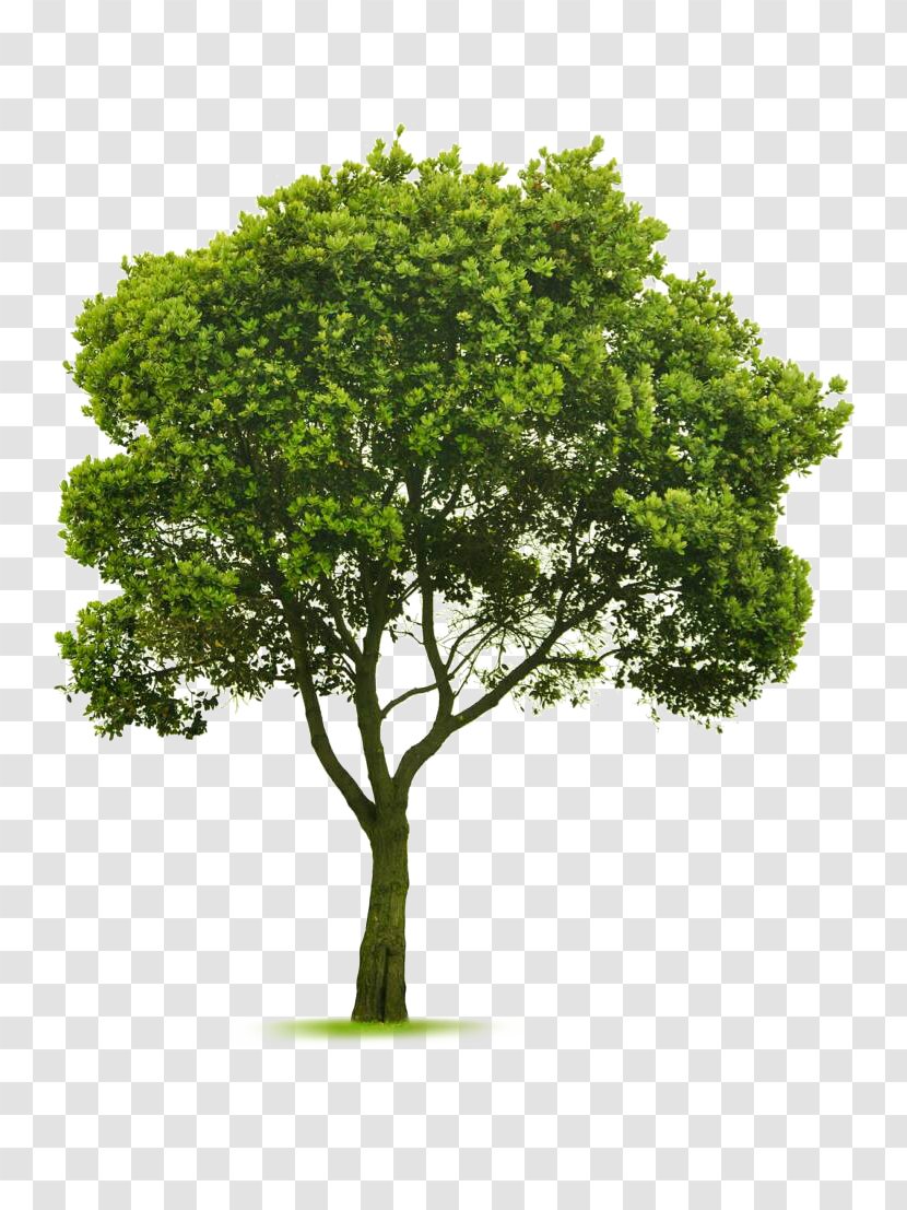 Tree Topping Landscaping Garden Pruning - Nursery - Arboles Transparent PNG
