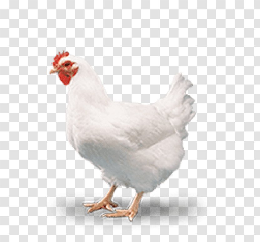 Cornish Chicken Broiler Poultry Coop Meat Transparent PNG