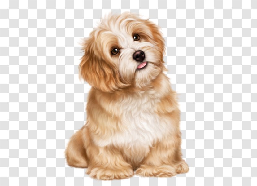 Cavachon Shih Tzu Puppy Havanese Dog Bolognese - Dutch Smoushond - Watercolor Transparent PNG