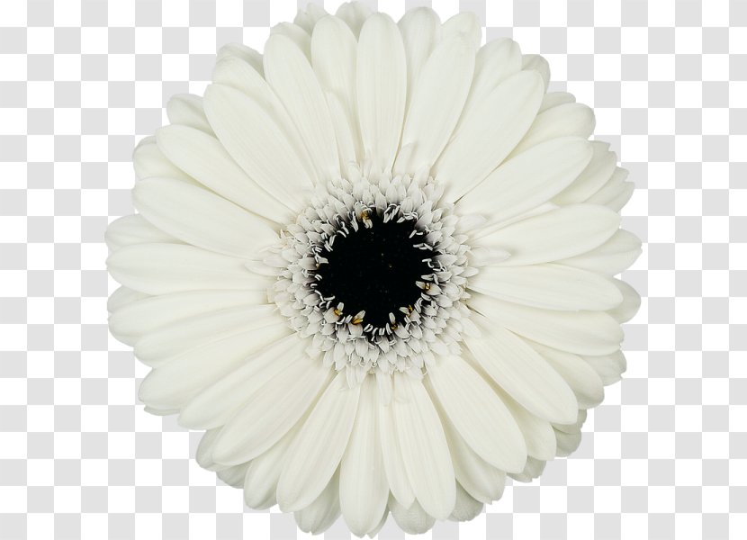 Common Daisy Transvaal White Cut Flowers - Flower Transparent PNG