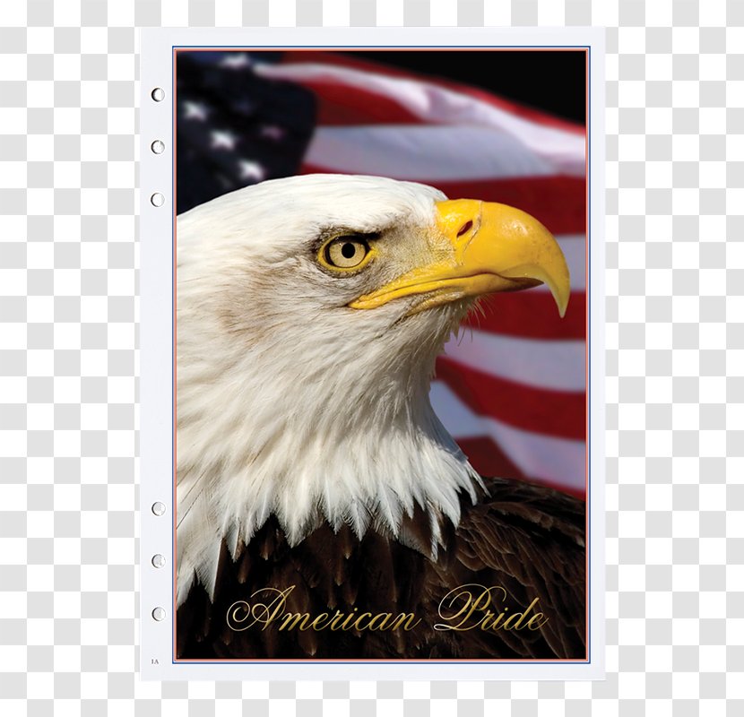 United States Of America Bald Eagle Stock.xchng Royalty-free Stock Photography - Flag The - American Transparent PNG