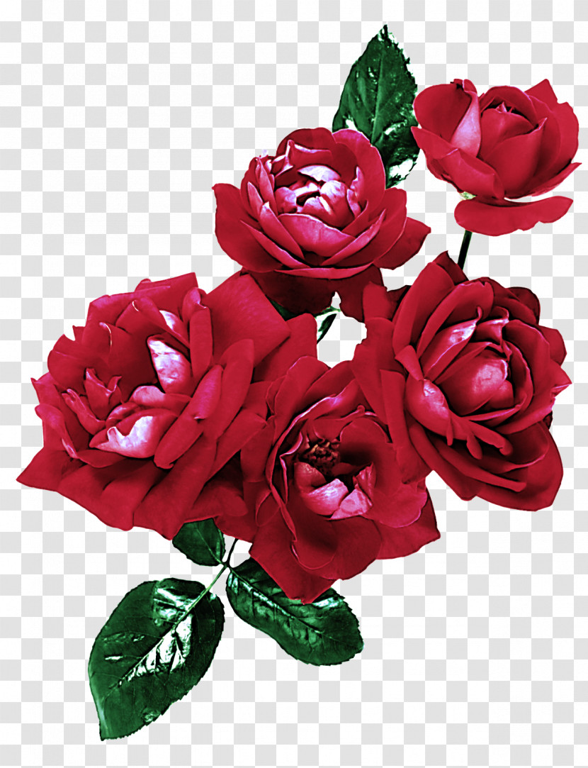 Garden Roses Transparent PNG