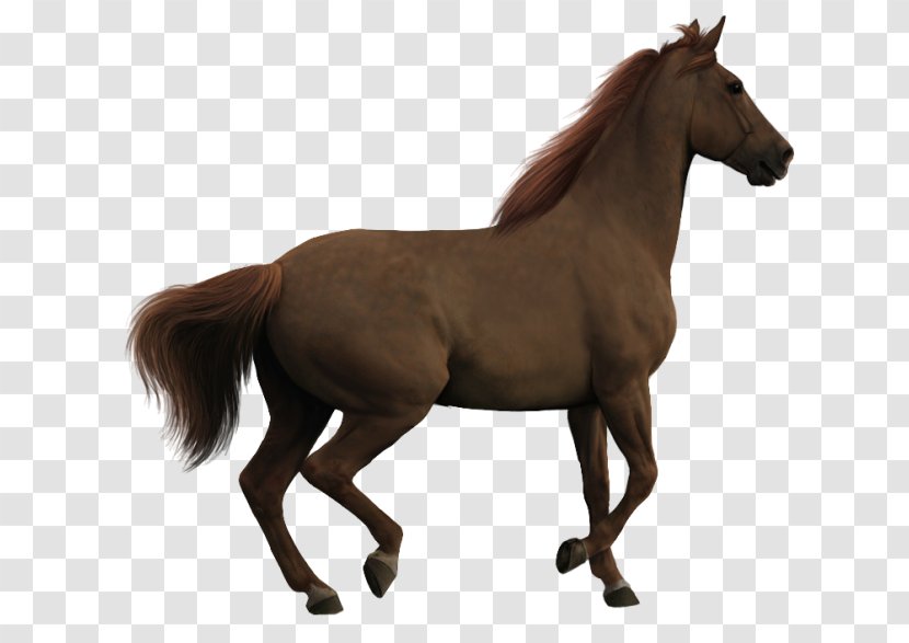Howrse Akhal-Teke Appaloosa Pony Clip Art - Mustang Horse - Mane Transparent PNG