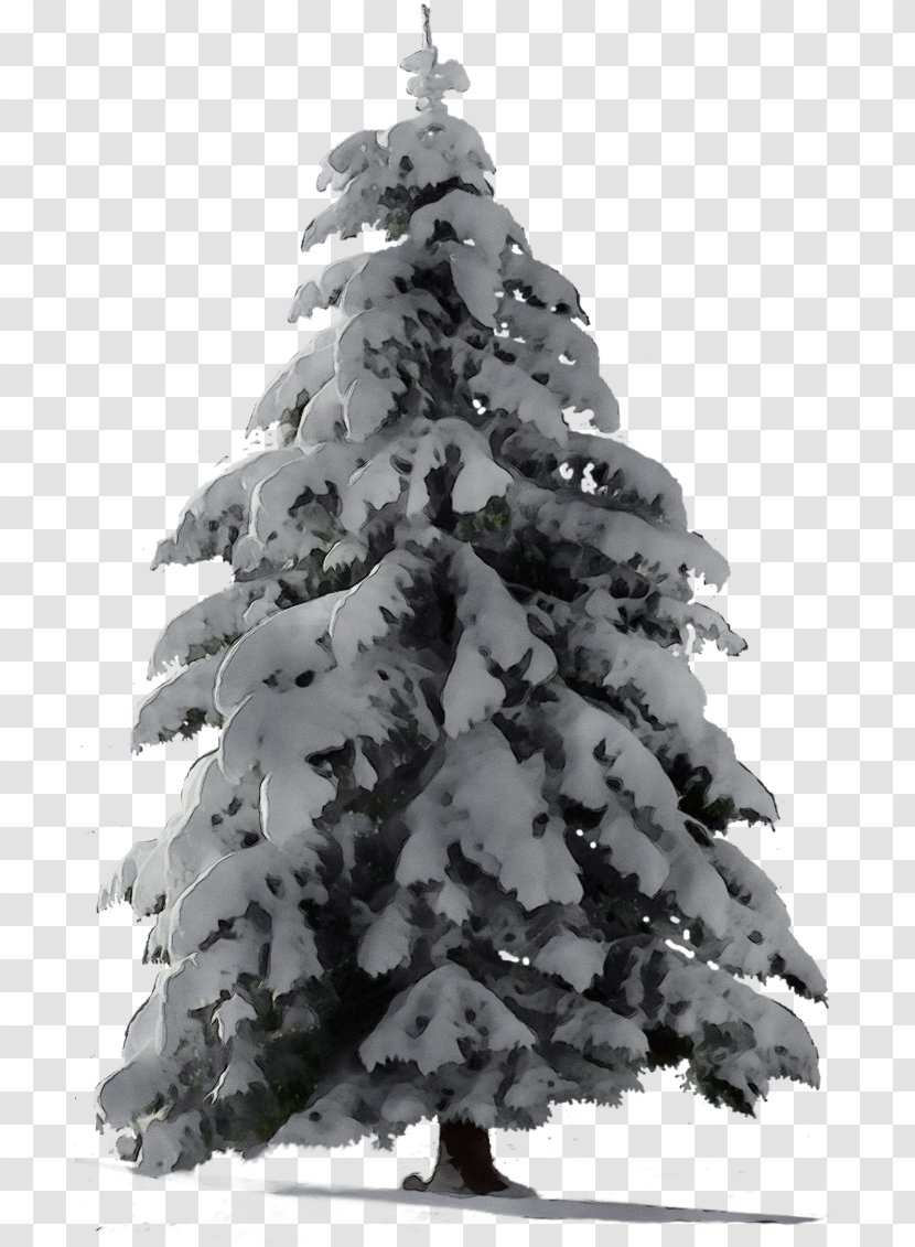 Christmas Tree - White - Shortleaf Black Spruce Pine Transparent PNG