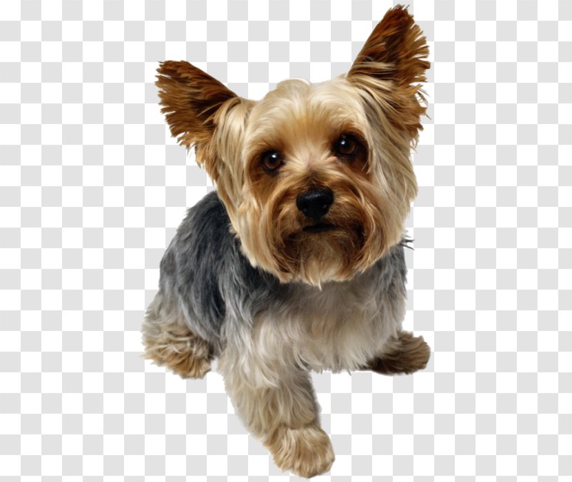 Yorkshire Terrier Bulldog Beagle Pug Puppy - Australian Transparent PNG