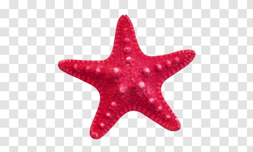 Starfish Clip Art - Red Transparent PNG