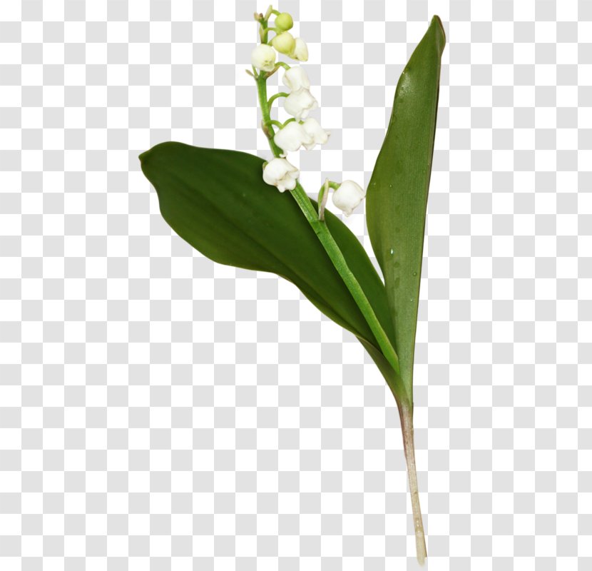 Flower Leaf Plant Stem Clip Art Lily - Flowering Transparent PNG