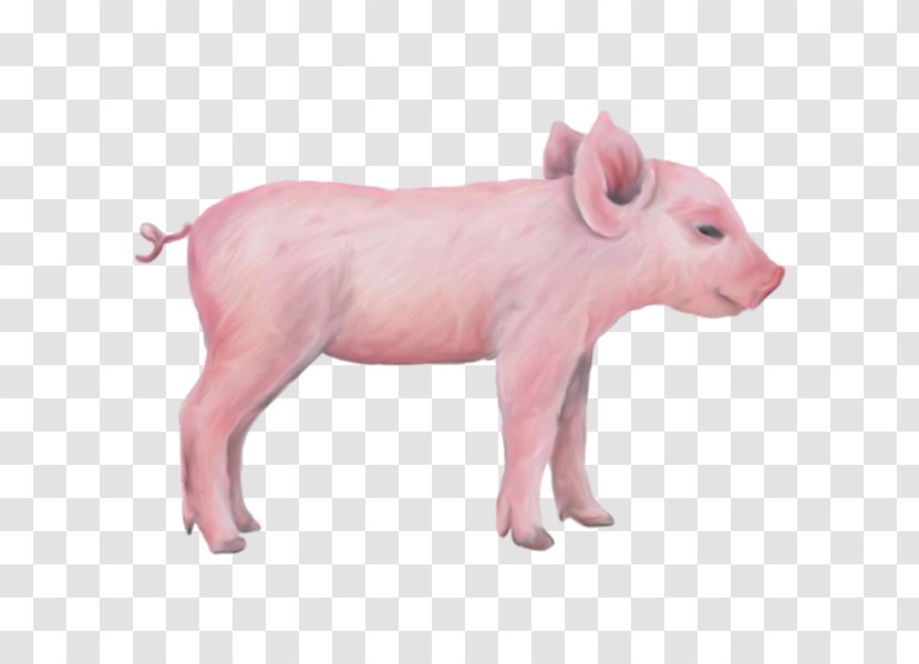 Miniature Pig Wall Decal Sticker Farm - Nutsdier - Pink Transparent PNG