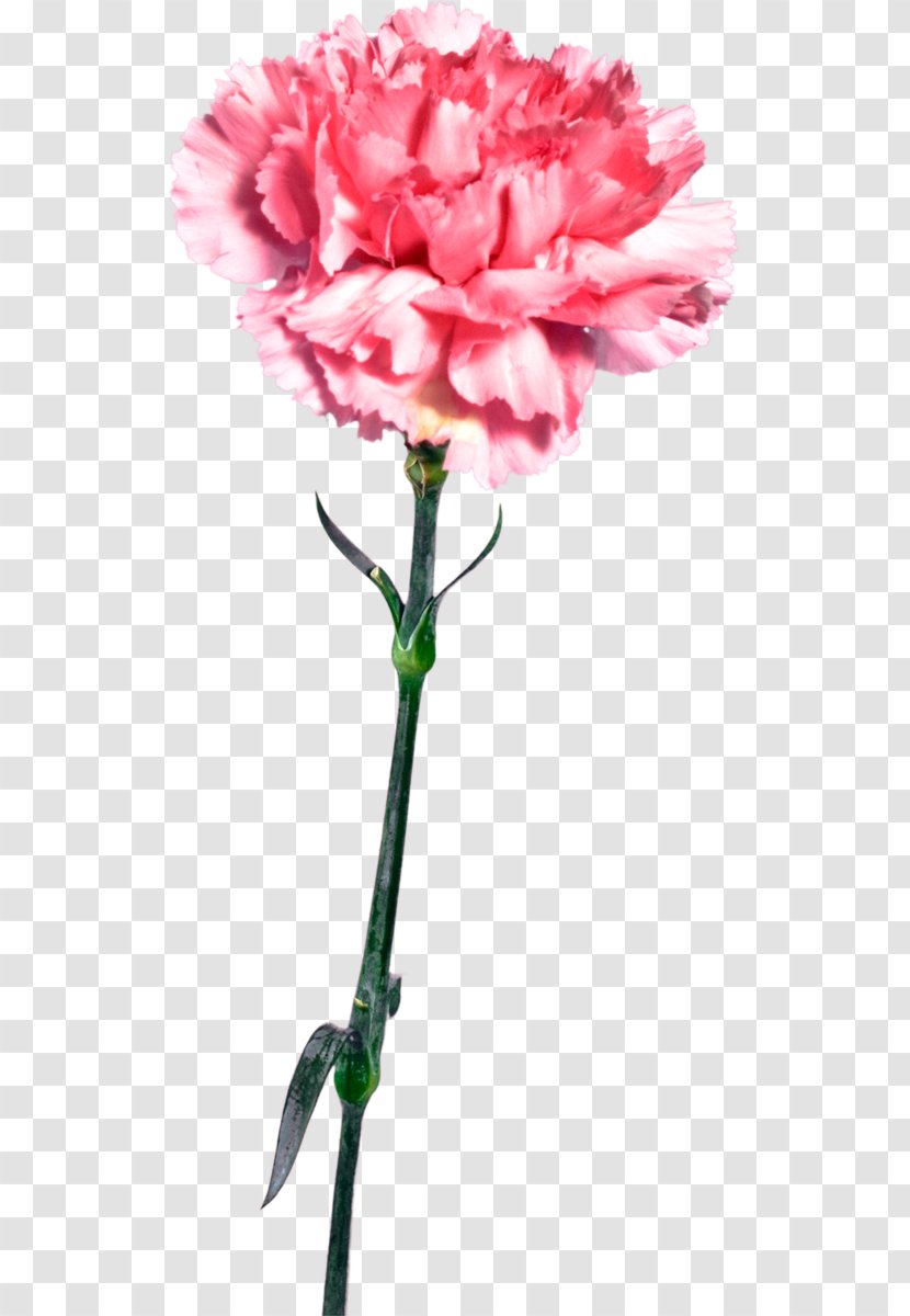 Carnation Cut Flowers Mother's Day - Plant Stem - Petal Transparent PNG